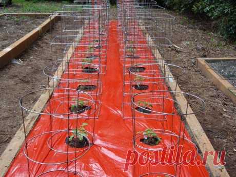 Разные способы мульчирования почвы | Все про помидоры (томаты) - видео, фото, отзовы