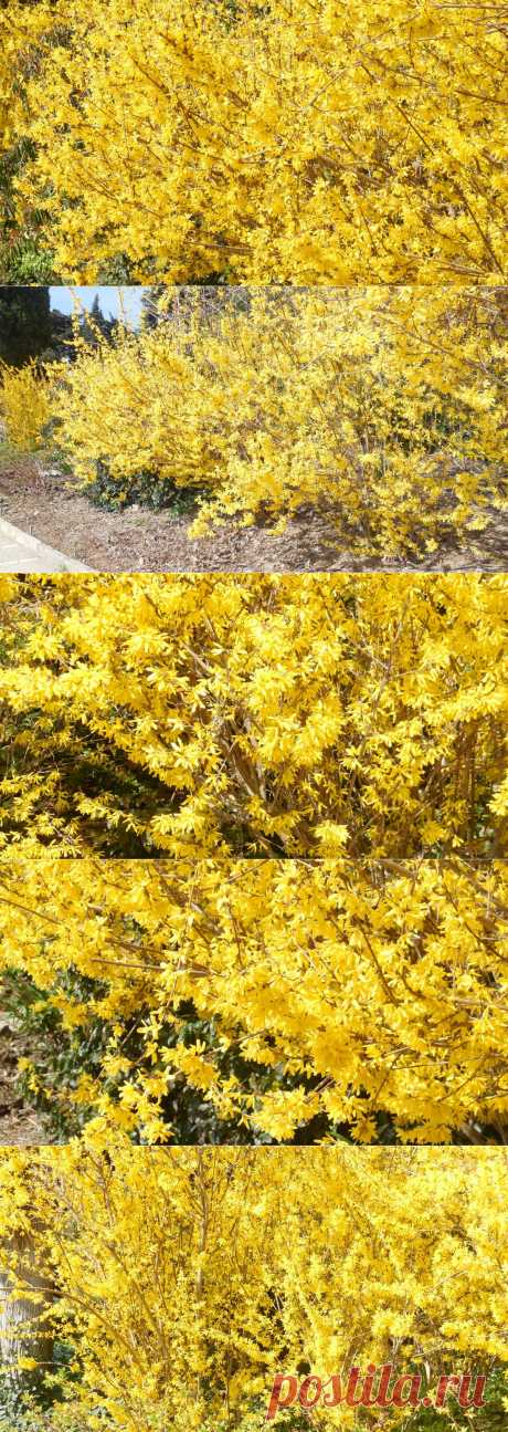 Форзиции, отмеченные золотом.В этом году раньше обычного зацвели золотистые форзиции. Зацвели, как всегда, пышно, излучая в Саду какую-то необъяснимую теплоту, вызывая в душе восторг и радость!Эти небольшие кустарники, обильно и продолжительно цветущие ранней весной, большей частью задолго до появления листьев, хорошо видны издалека. Наиболее зимостойкой в средней полосе России является форзиция яйцевидная (F.ovata)