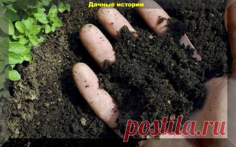 Плодородная почва - залог хорошего урожая: что и как вносить на грядки осенью, чтобы повысить плодородие почвы | Дачные истории | Яндекс Дзен