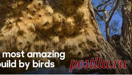BBC - Earth - The 16 most amazing nests build by birdsrrererere