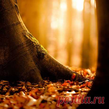 Forest glow / Image via: 96dpi #autumn #fall | Tree &amp;amp; Path