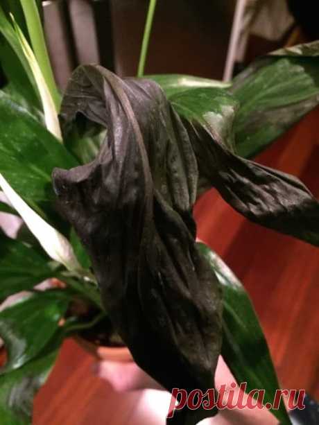 Сохнут и чернеют листья у спатифиллума