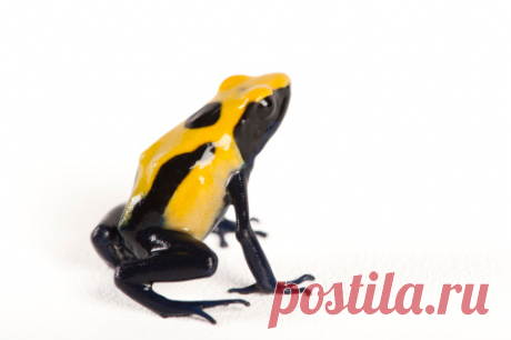 A Morph Of A Dying Poison Frog Dendrobates Tinctorius Stock Photo | Getty Images