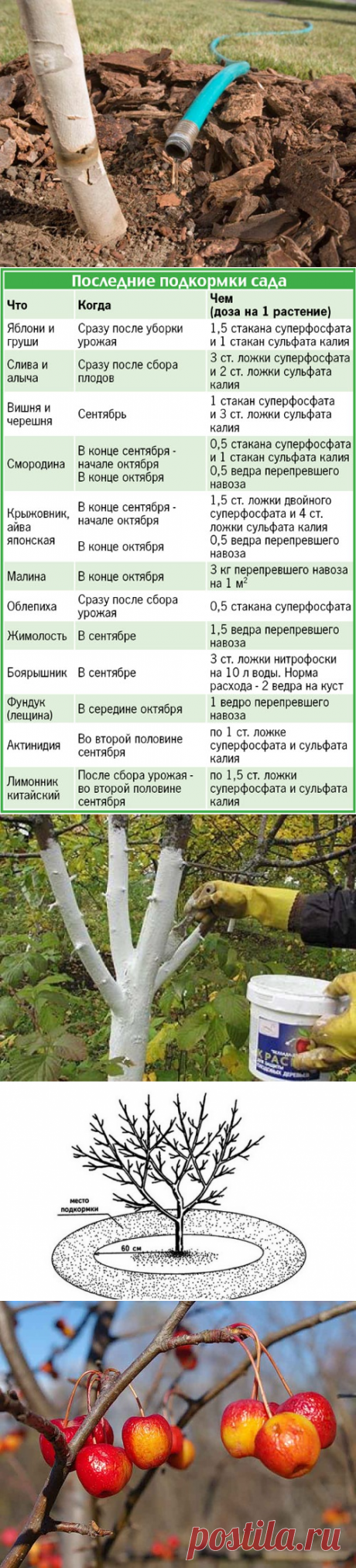 Подготовка плодовых деревьев к зиме — 6 соток