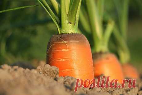 Даже не думала, что для посадки морковки нужно столько всего учитывать | Pere-дачник | Яндекс Дзен