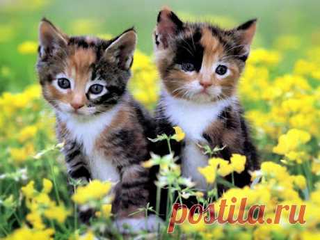 Cute&Cool Pets 4U: Very Cute Kittens Pictures