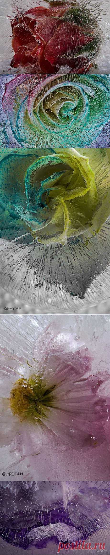Цветы в кубиках льда: невероятные детализированные фотографии | Фотография | Фотография