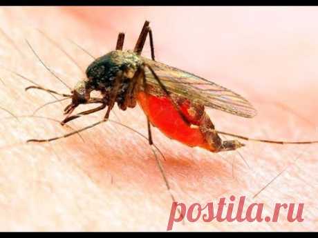 Что будет если укусит малярийный комар?