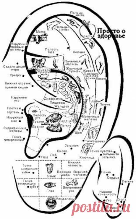 ДИАГНОСТИКА БОЛЕЗНЕЙ ПО УШАМ.