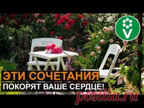 ЛУЧШИЕ СОСЕДИ РОЗ. Такой розарий прекрасен круглый год!