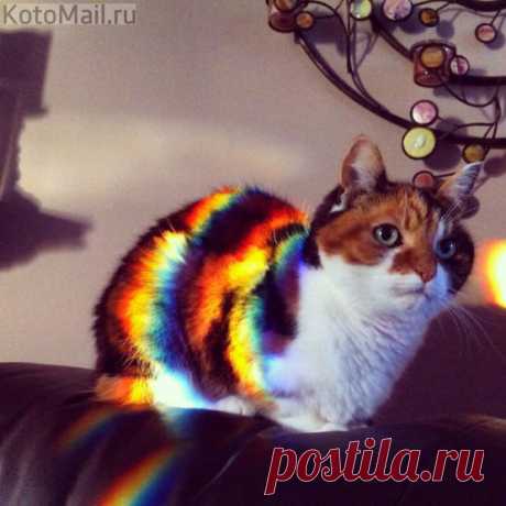 Волшебный котик