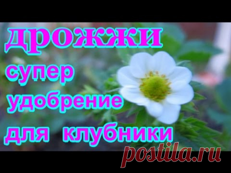 ДРОЖЖИ СУПЕР УДОБРЕНИЕ ДЛЯ КЛУБНИКИ   .ДЛЯ УРОЖАЙНОСТИ И РОСТА КЛУБНИКИ  .