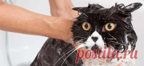 Почему моя кошка... Ненавидит воду? | PetTips