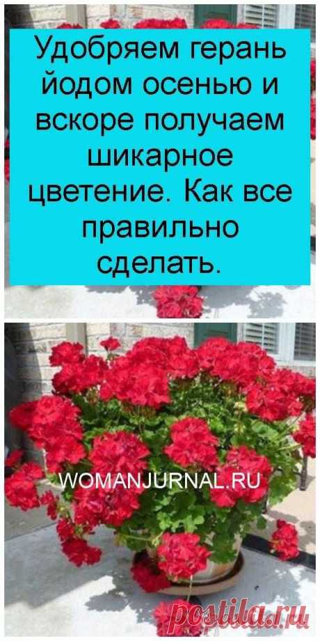 Удобряем герань йодом осенью и вскоре получаем шикарное цветение. Как все правильно сделать.