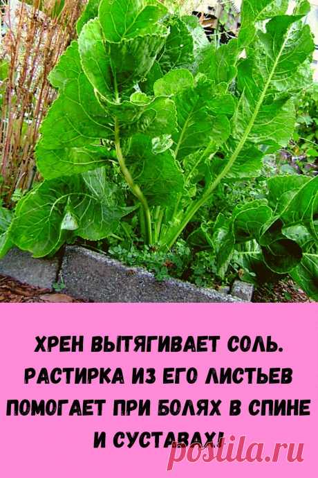 Хрен вытягивает соль. Растирка из его листьев помогает при болях в спине и суставах! - womenres.ru Cейчас самое время избавиться от всей соли, которая накопилась в организме и может привести к солевым болезненным отложениям.   Возьмите свежие крупные листья хрена – 2 шт. Перед сном окуните их с двух сторон кипяток и сразу положите на спину, захватывая шею, предварительно смазав эти области растительным маслом. Обвяжите тканью. Возможно легкое жжение, но боли […]