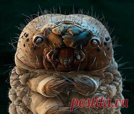 Самое интересное в мире: Гусеница под микроскопом. - natali5357@mail.ru - Почта Mail.Ru
