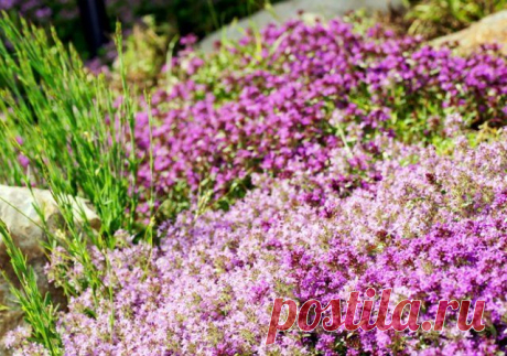 8 великолепных пряных трав для фиолетового сада