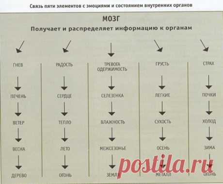 Связь органов и мышц в кинезиологии: 10 тыс изображений найдено в Яндекс.Картинках