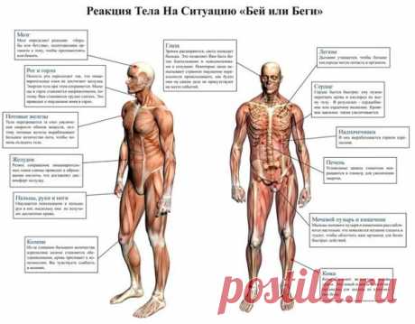 Если ты трус или боишься: Как обуздать неистовый страх Страх является неизменным спутником большинства людей, особенно в современных городских условиях, где насилие и противостояние друг к другу вошли в норму.