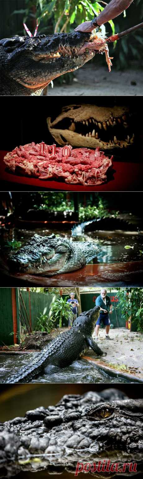 (+1) тема - Самый большой крокодил в мире (ФОТО) | САМЫЙ СОК!