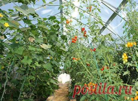 Можно ли выращивать томаты и огурцы в одной теплице.