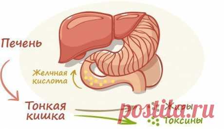 КАК ВЫВЕСТИ ИЗ ОРГАНИЗМА ВСЕ НЕНУЖНОЕ И ЯДОВИТОЕ ?

1. Яблоко и корица.
Тонко нарежьте одно яблока и залейте 500 мл чистой воды, добавьте 1 ч. ложку молотой корицы, охладите и выпейте в течение дня. Сочетание яблок и молотой корицы поможет вам нормализовать обмен веществ и очистить пищеварительный тракт.
Показать полностью…