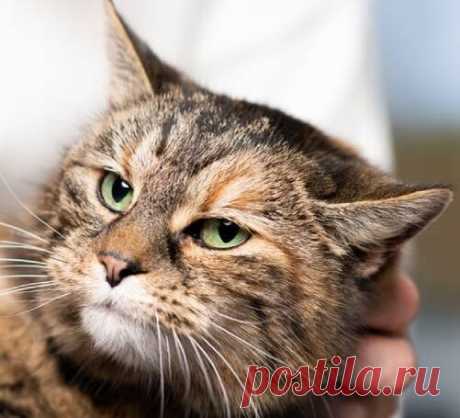 Симптомы токсоплазмоза у кошек: разбираем подробно | Лапа помощи | Дзен