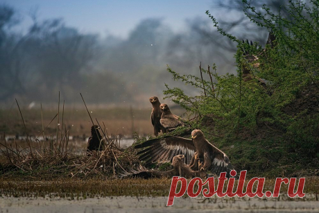 20 редких и смешных фото животных, которые поднимут вам настроение | Российское фото | Яндекс Дзен