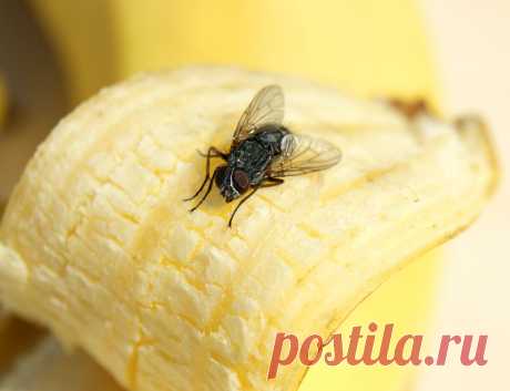 Как легко и просто избавиться от мух в доме? | Поделкин Пульс Mail.ru Эффективное средство, которое избавит ваш дом или квартиру от мух.