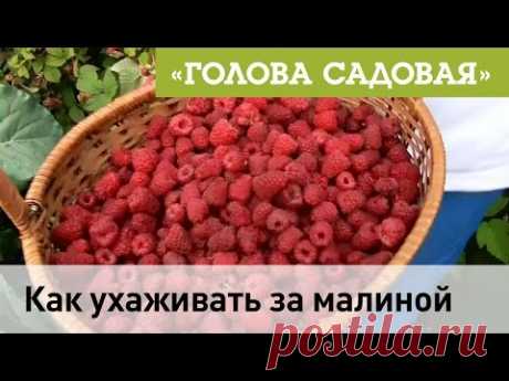 Потихоньку наступает время собирать урожай и начинать делать всевозможную консервацию. Хотите получить отменное малиновое варенье? Значит нужно вырастить здо...