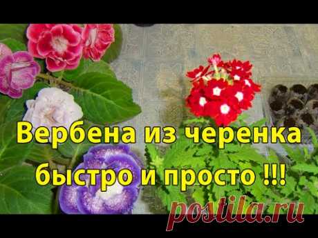 КУПИТЬ МОИ ЦВЕТЫ www.gloximarket.ru Семена, листы, клубни, детки. ******************************************************************** СМОТРИТЕ ТАКЖЕ !!!!!!!...