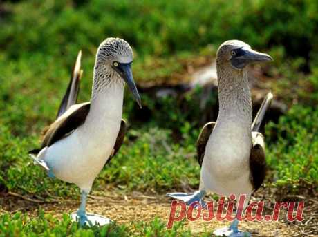 Blue-footed Boobies (photo from public domain) - Pixdaus