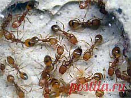 Шесть самых эффективных способов борьбы с муравьями - Свое хозяйство * - Сборник - Познавательный Интернет-журнал &quot;Умеха - мир самоделок&quot;