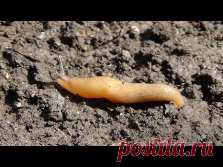 Как бороться со слизнями без химии. The fight against slugs without chemicals.