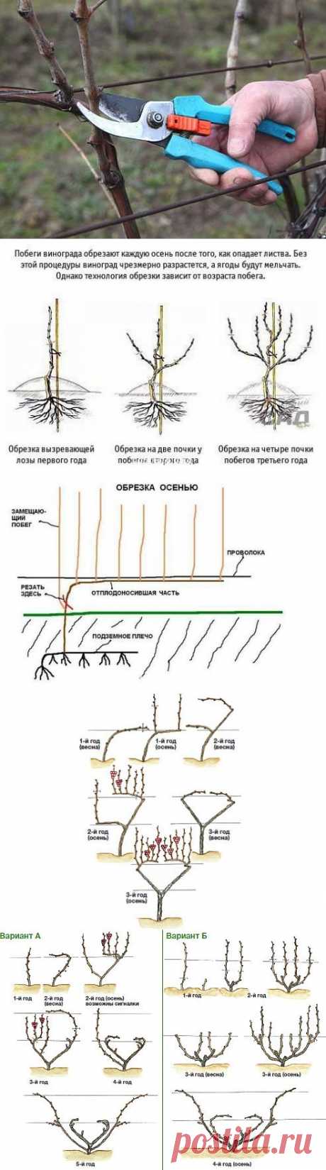 обрезка винограда