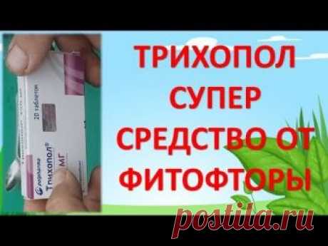 Обработка помидоров трихополом