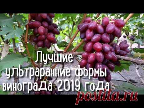 Лучшие ультраранние формы винограда 2019. THE BEST EARLY GRAPE VARIETIES