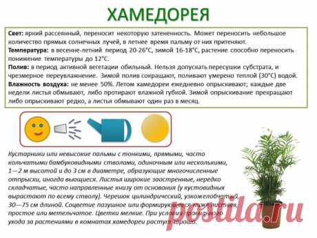 Паспорт для комнатных растений