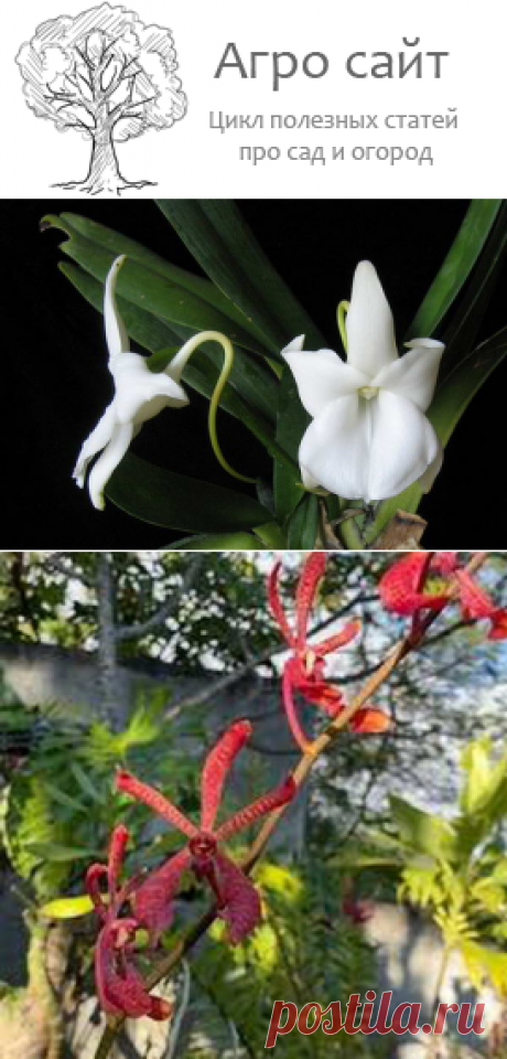 Виды и сорта орхидей для начинающих