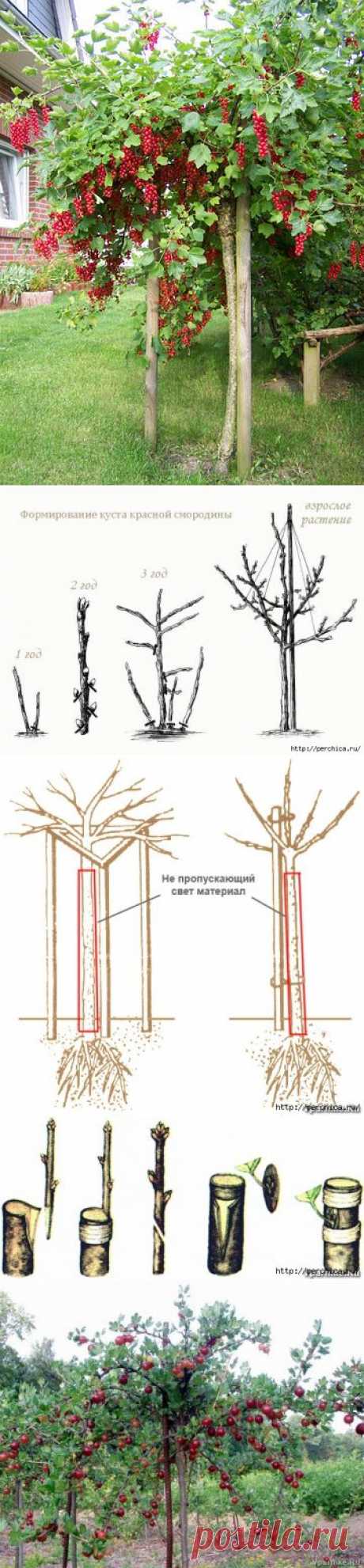 Как сделать из смородины и крыжовника деревце штамбовой формы