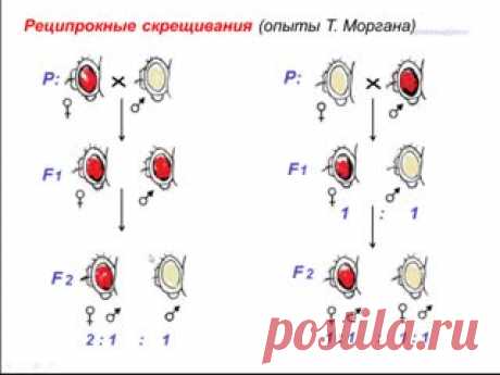 Реципрокное скрещивание (теория)