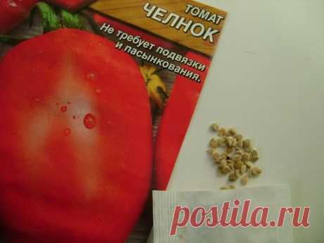 Полезные советы: как правильно выращивать рассаду томатов