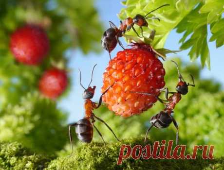 Муравьи: гуманные методы борьбы с муравьями