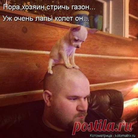 Весёлые Котоматрицы