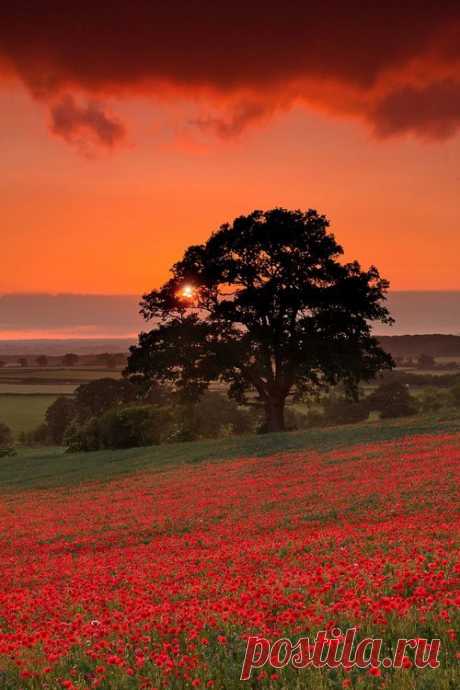 Tuscany sunset ~ Italy|Bev Murphy приколол(а) это к доске NATURE II