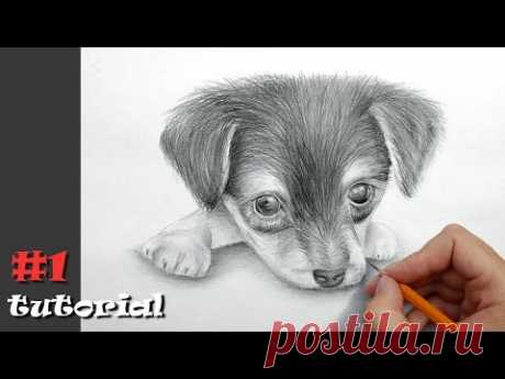 Как нарисовать собаку карандашом - обучающий урок с объяснением!