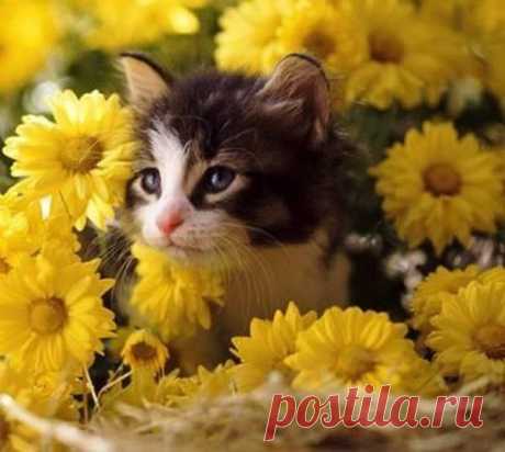 CHATS OU CHATONS AU MILIEU DES FLEURS     CHAT OU CHATON AU MILIEU DES FLEURS                   