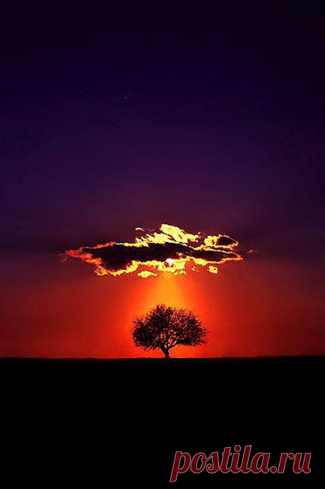 sunset | Tree &amp;amp; Path