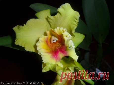 Brassolaeliocattleya PATHUM GOLD