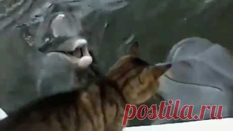 Дельфины играют с котиком 😍